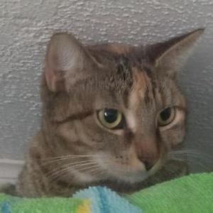 Eva, Adult Female Domestic Short Hair