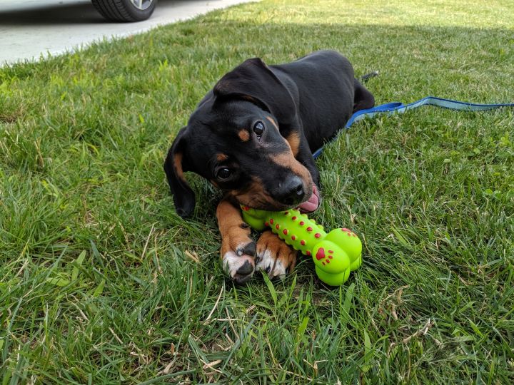 Henry, an adopted Rottweiler & Coonhound Mix in Cincinnati, OH_image-5