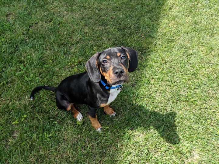 Henry, an adopted Rottweiler & Coonhound Mix in Cincinnati, OH_image-1