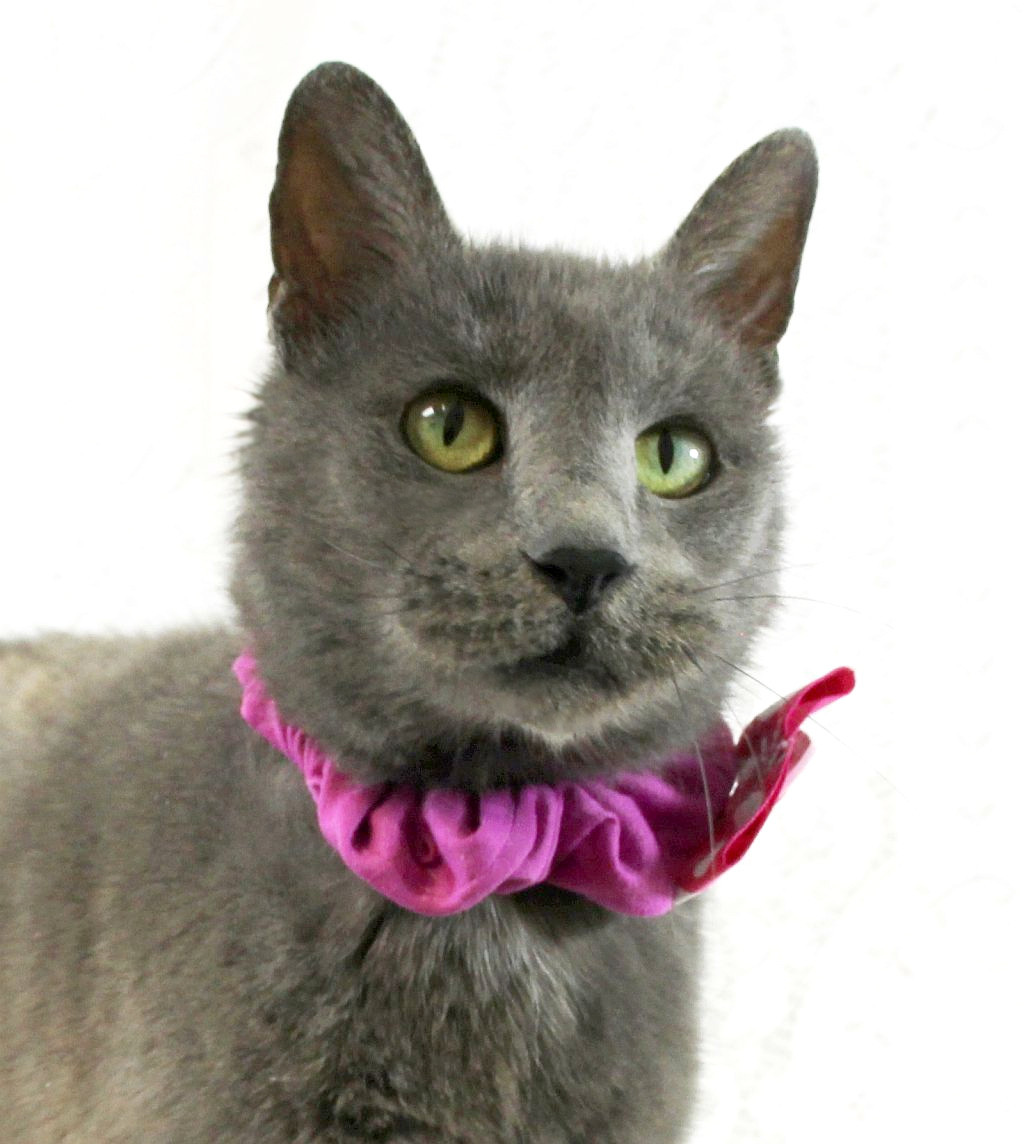 Dorothy, an adoptable Domestic Medium Hair in Harrisonburg, VA, 22801 | Photo Image 3