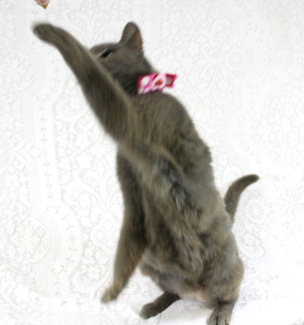 Dorothy, an adoptable Domestic Medium Hair in Harrisonburg, VA, 22801 | Photo Image 4
