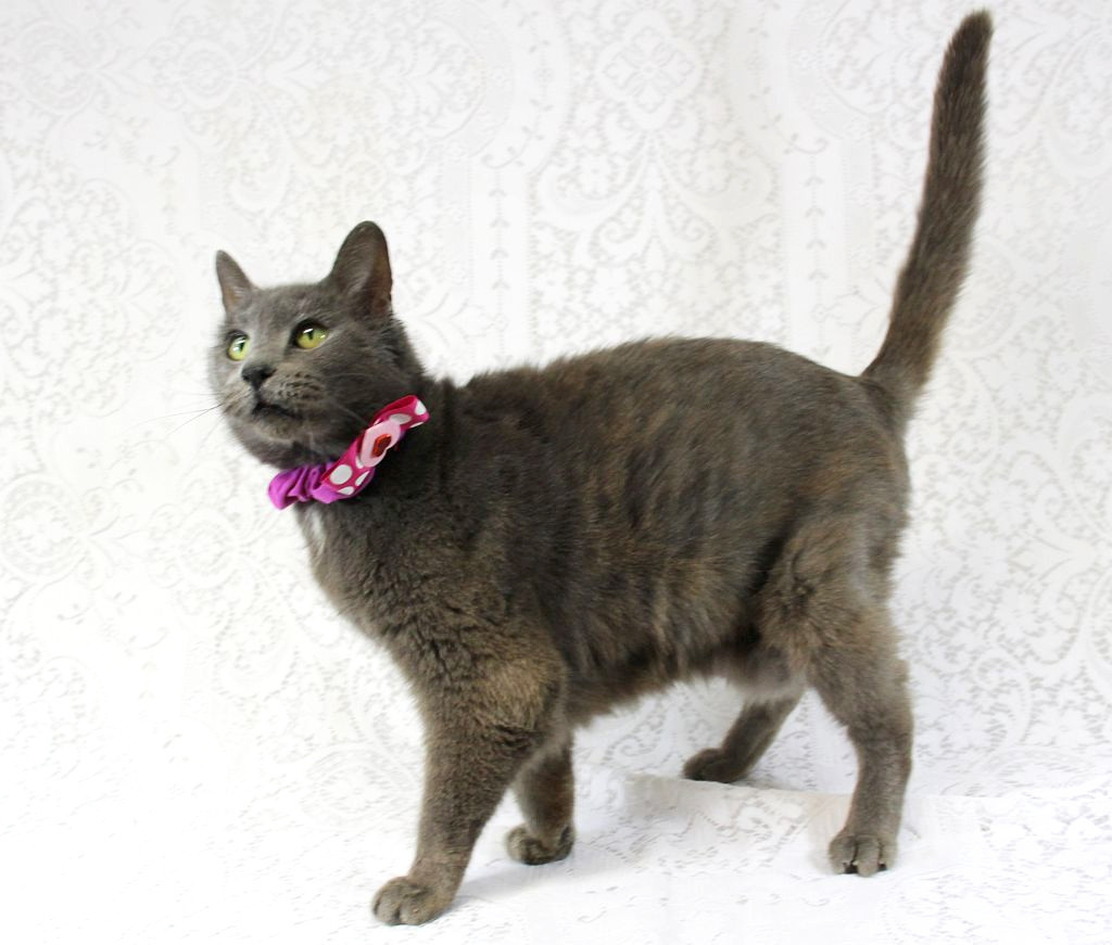 Dorothy, an adoptable Domestic Medium Hair in Harrisonburg, VA, 22801 | Photo Image 5