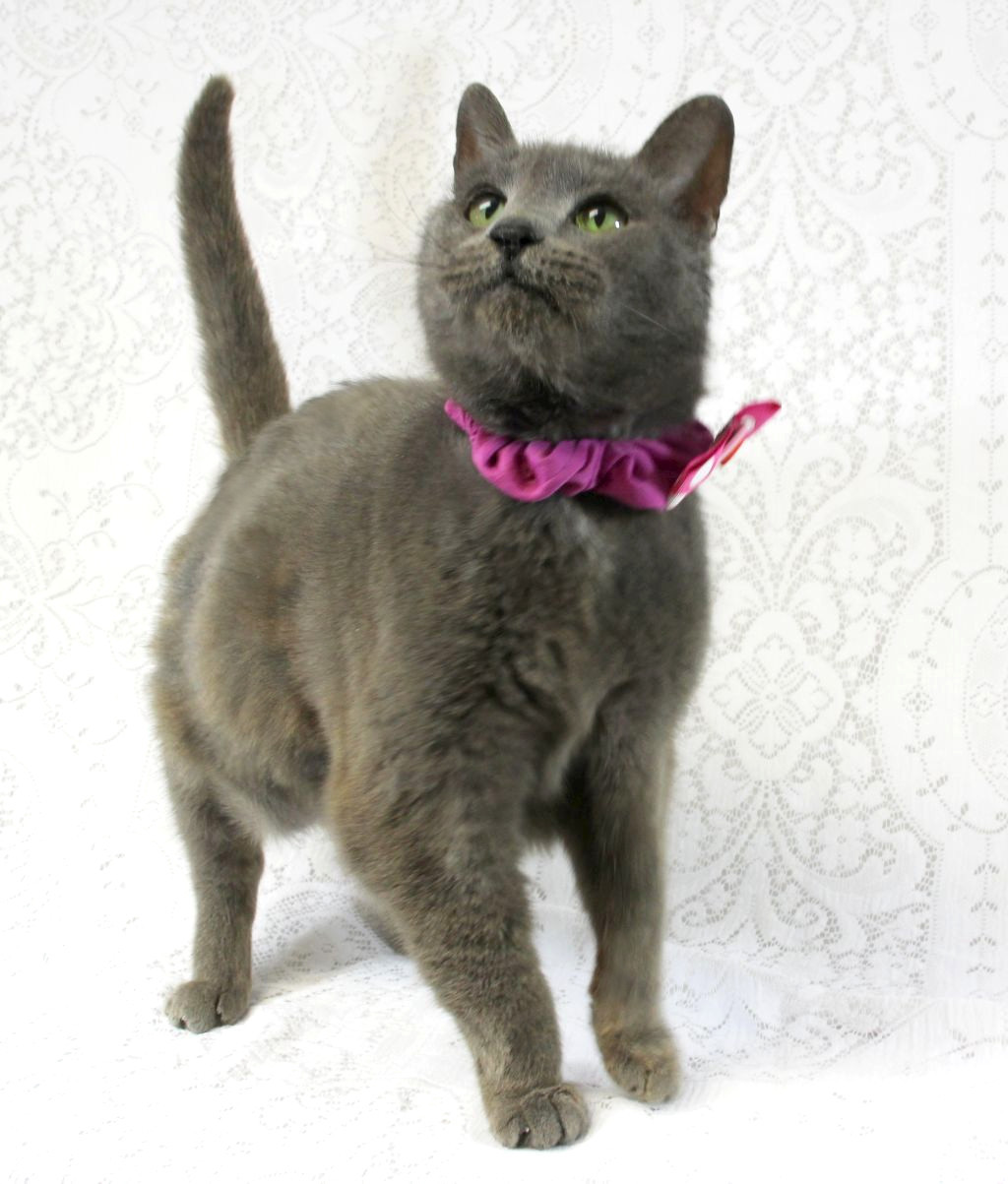 Dorothy, an adoptable Domestic Medium Hair in Harrisonburg, VA, 22801 | Photo Image 6