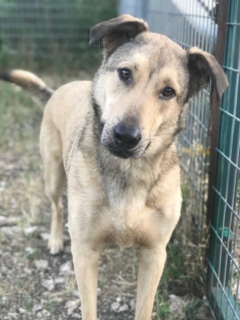 ASTRO, an adoptable Shepherd, Husky in San Antonio, TX, 78250 | Photo Image 1