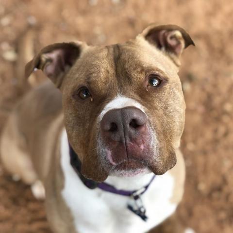 Caine, an adoptable Pit Bull Terrier in Kanab, UT, 84741 | Photo Image 1