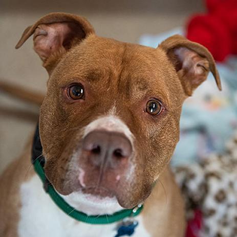 Caine, an adoptable Pit Bull Terrier in Kanab, UT, 84741 | Photo Image 2