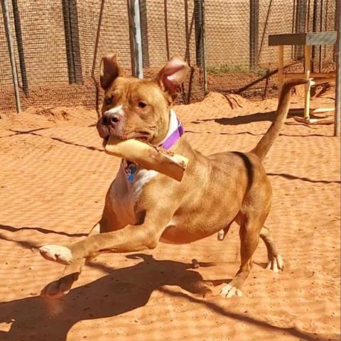 Caine, an adoptable Pit Bull Terrier in Kanab, UT, 84741 | Photo Image 3