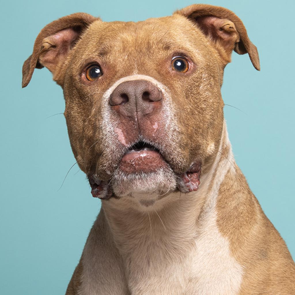 Caine, an adoptable Pit Bull Terrier in Kanab, UT, 84741 | Photo Image 4