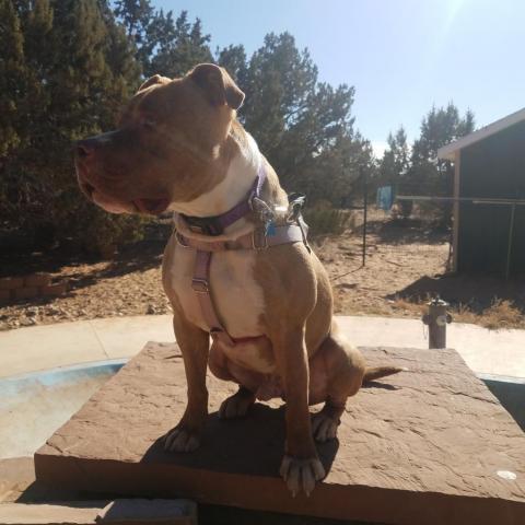Caine, an adoptable Pit Bull Terrier in Kanab, UT, 84741 | Photo Image 5