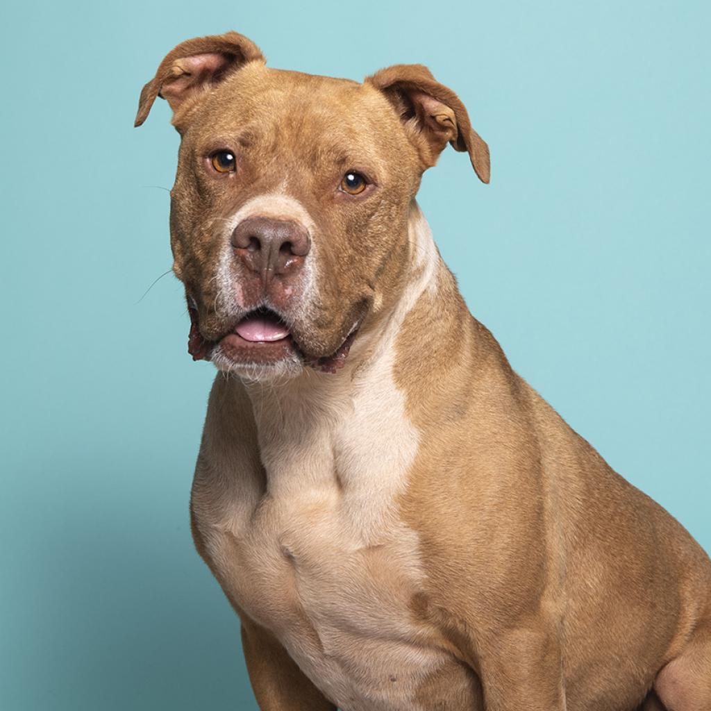 Caine, an adoptable Pit Bull Terrier in Kanab, UT, 84741 | Photo Image 5