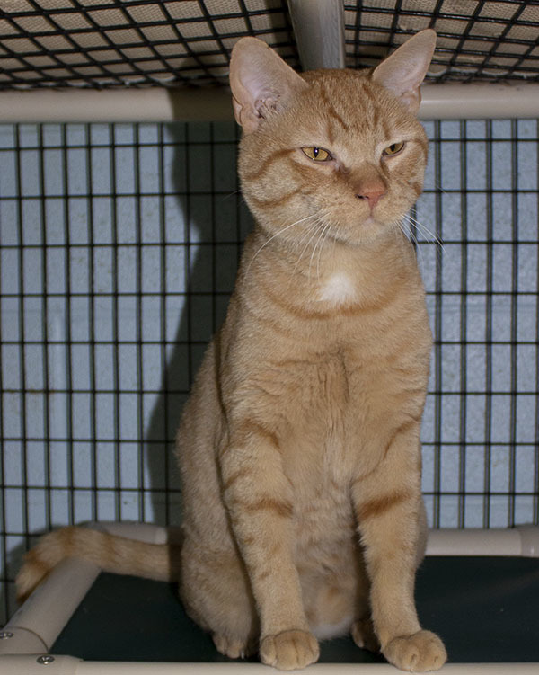Milo, an adopted Domestic Short Hair & Tabby Mix in Colonia, NJ_image-4