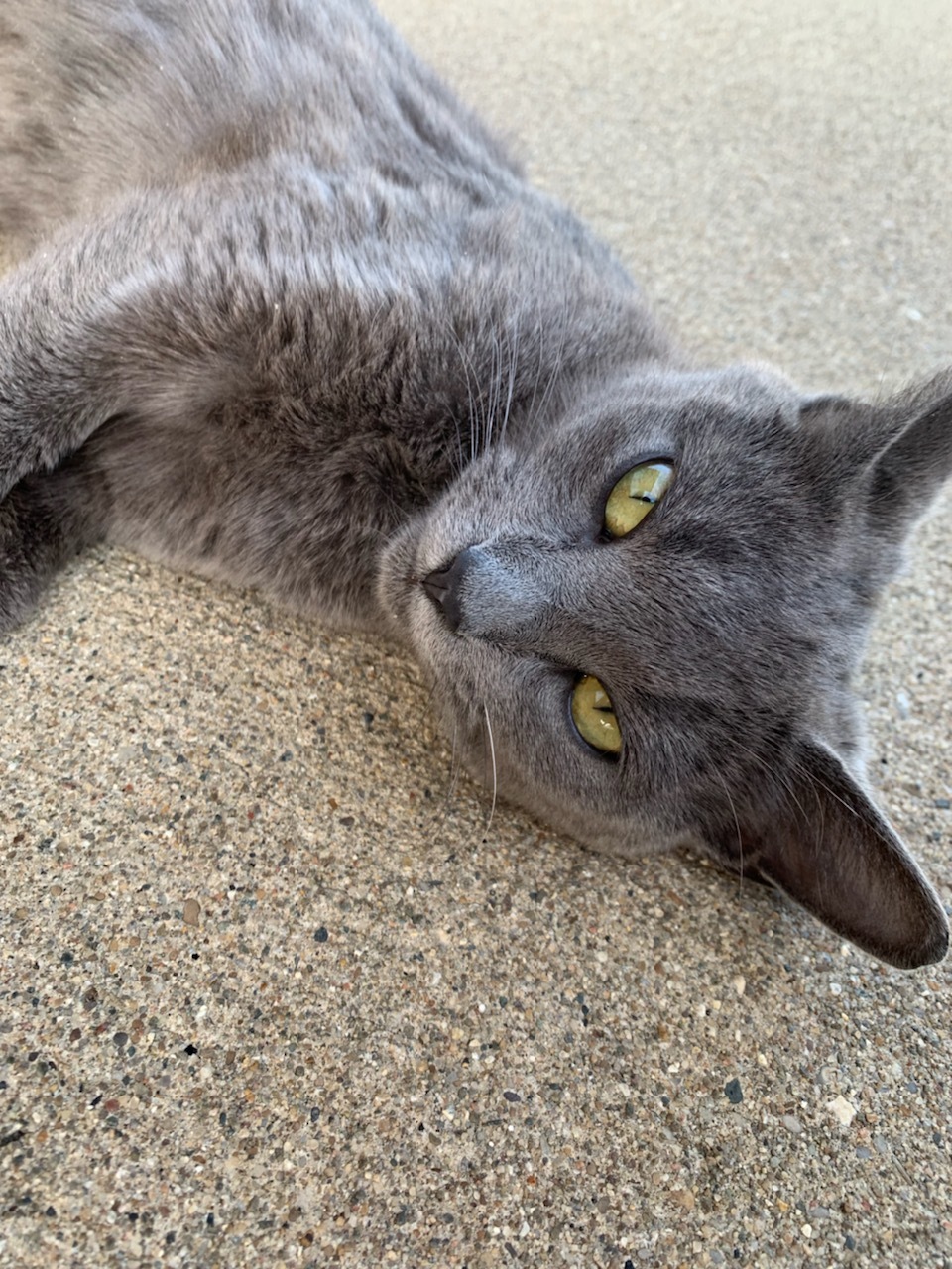 Misty, an adoptable Russian Blue in Clarksville, IN, 47131 | Photo Image 2