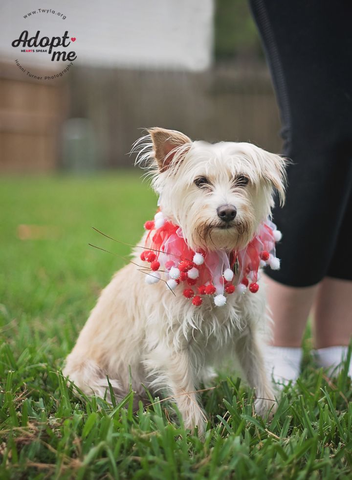 Pebbles, an adopted West Highland White Terrier / Westie & Schnauzer Mix in Kingwood, TX_image-4