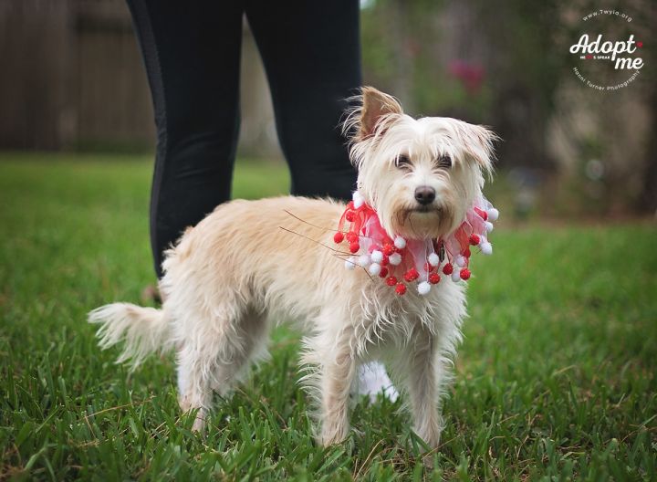 Pebbles, an adopted West Highland White Terrier / Westie & Schnauzer Mix in Kingwood, TX_image-6
