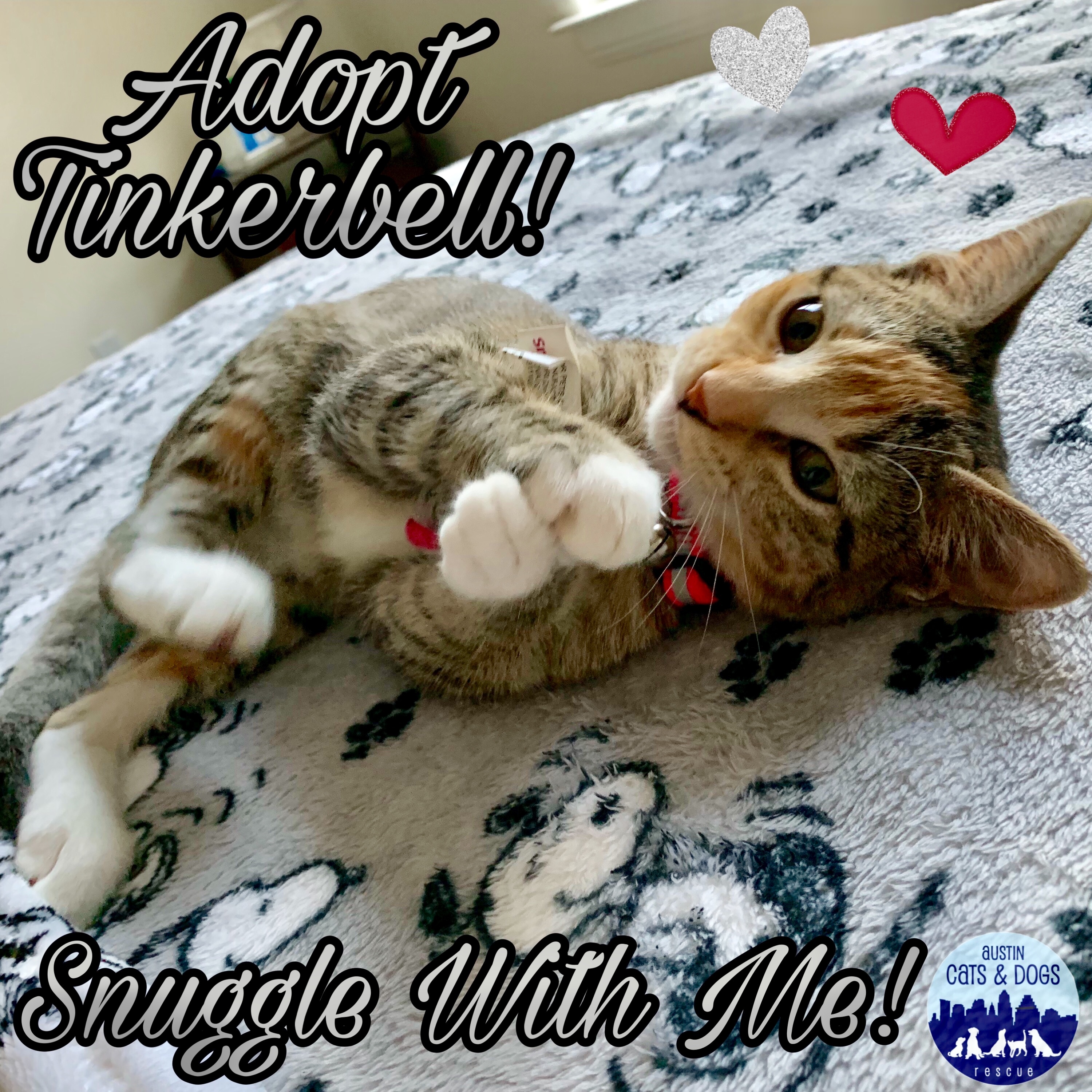 Tinkerbell, an adoptable Domestic Medium Hair, Calico in Austin, TX, 78757 | Photo Image 1