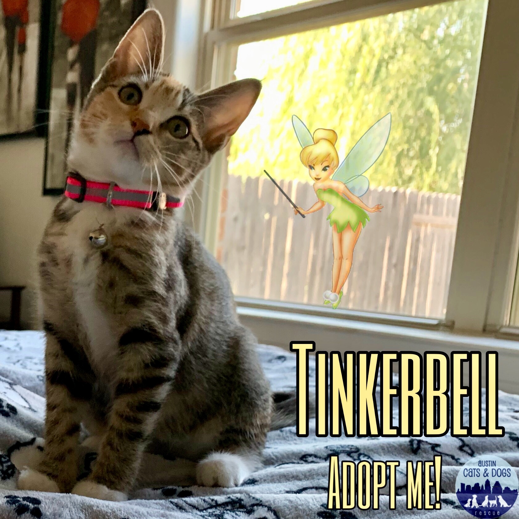 Tinkerbell, an adoptable Domestic Medium Hair, Calico in Austin, TX, 78757 | Photo Image 2