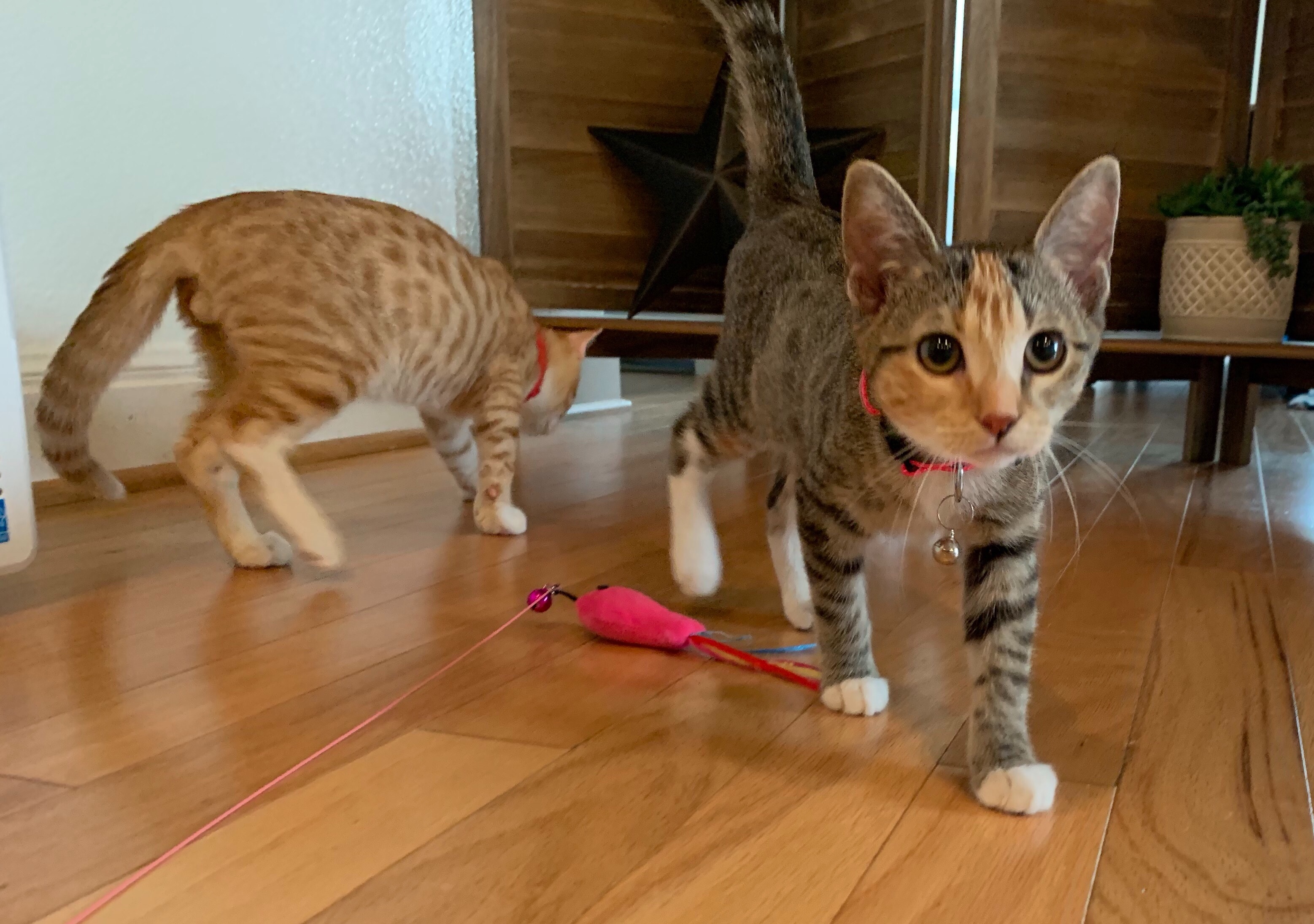 Tinkerbell, an adoptable Domestic Medium Hair, Calico in Austin, TX, 78757 | Photo Image 5