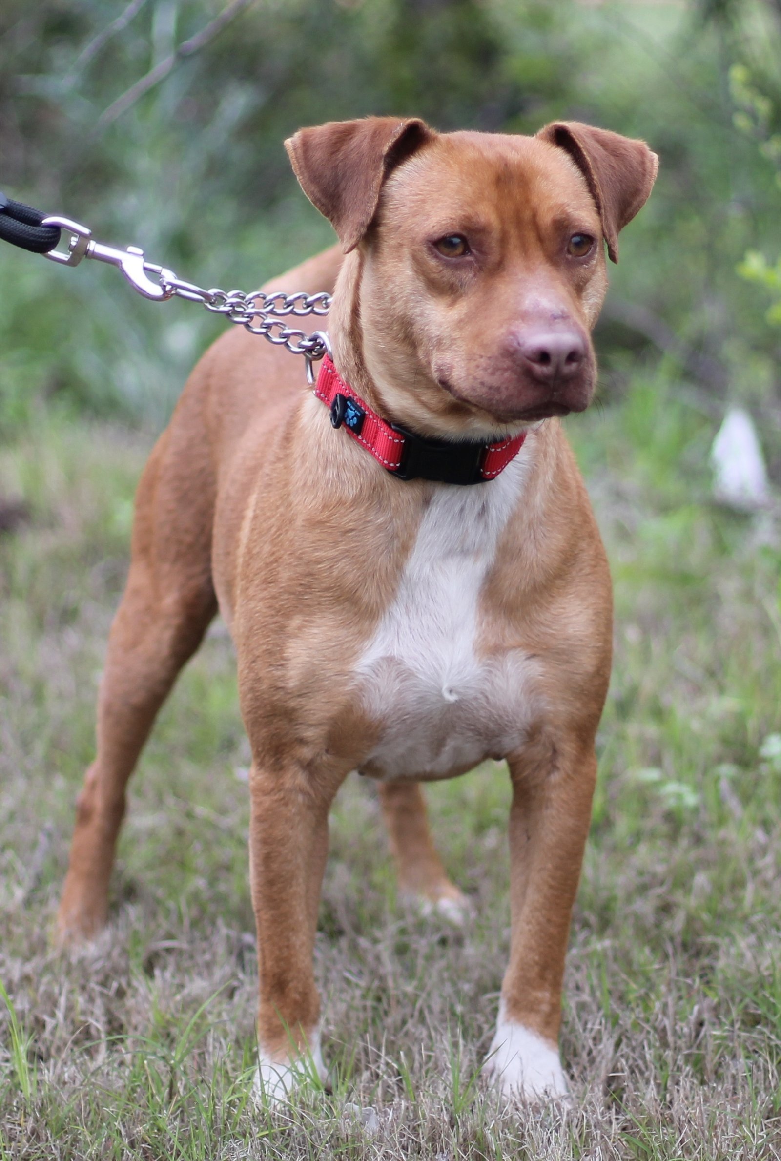 ELVIS, an adoptable Labrador Retriever in San Antonio, TX, 78250 | Photo Image 1