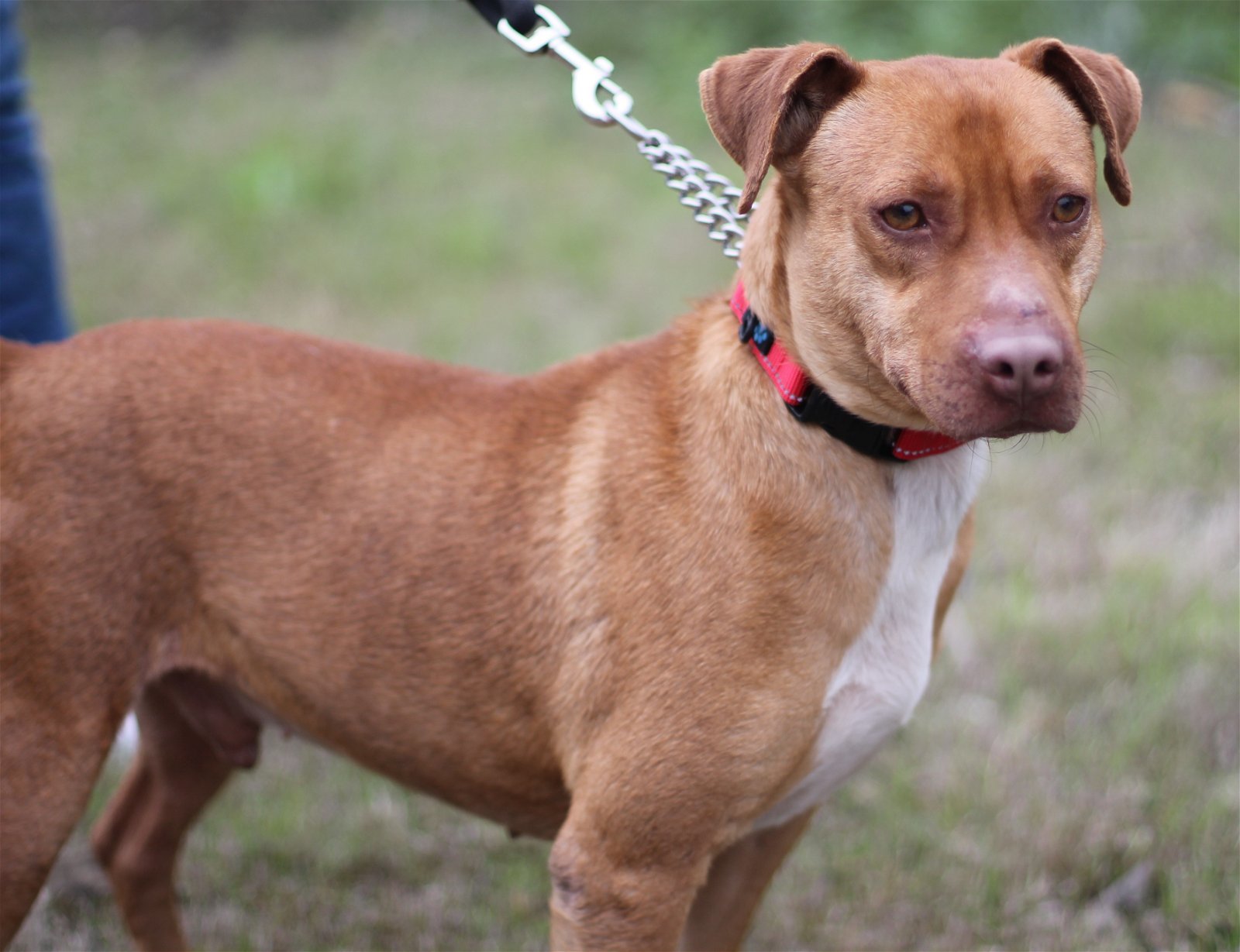 ELVIS, an adoptable Labrador Retriever in San Antonio, TX, 78250 | Photo Image 2