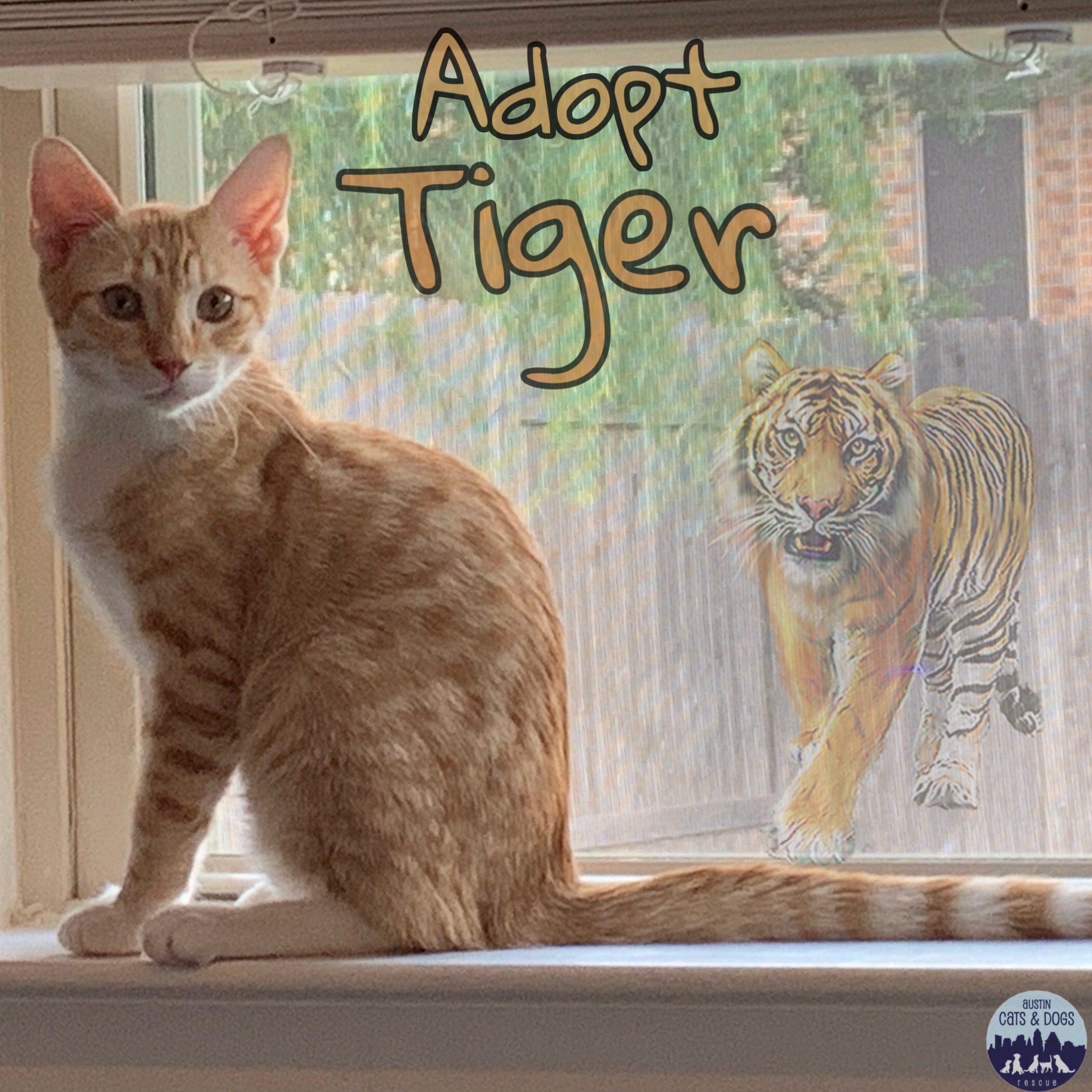 Tiger, an adoptable Domestic Medium Hair in Austin, TX, 78757 | Photo Image 4