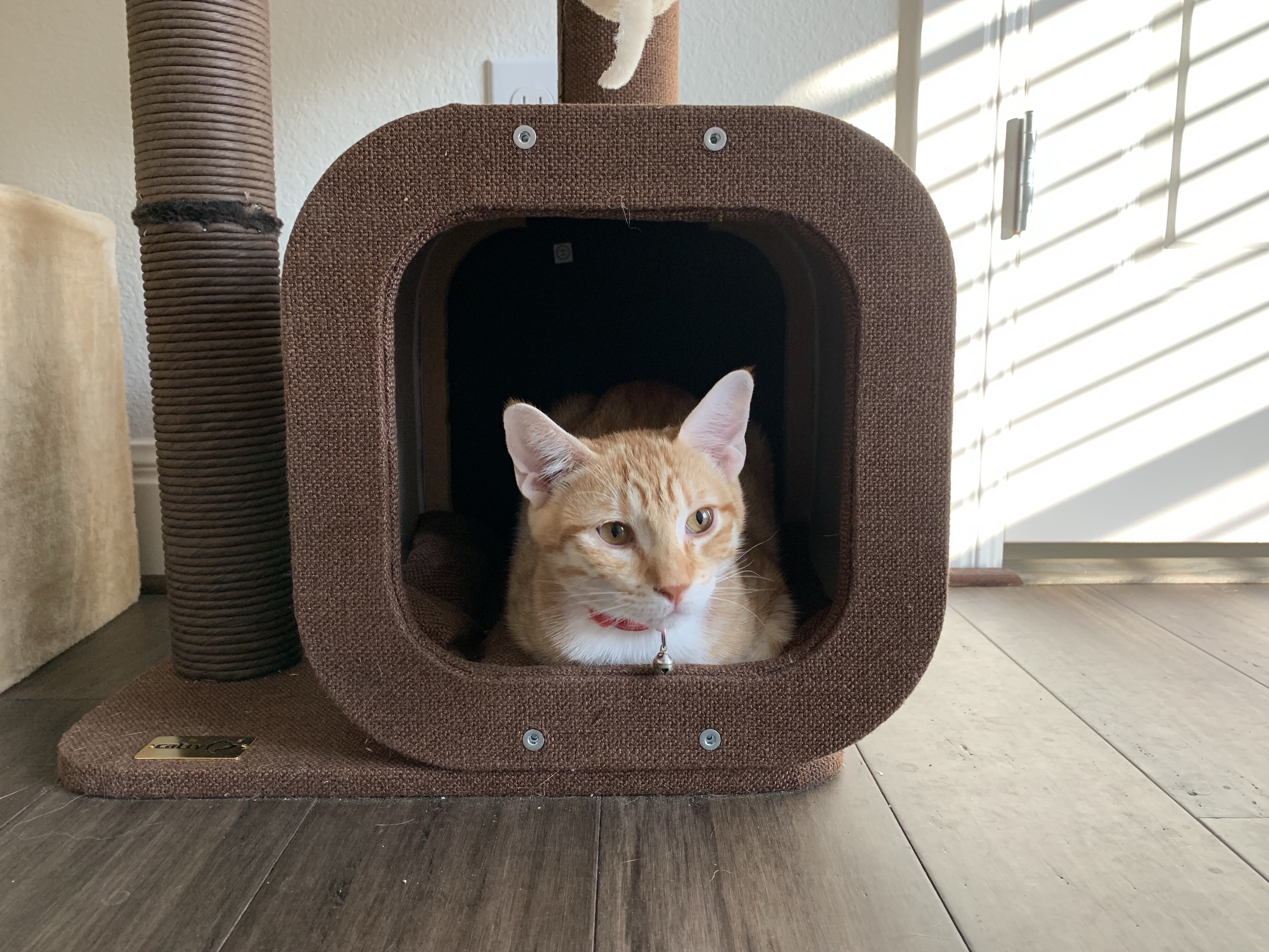 Tiger, an adoptable Domestic Medium Hair in Austin, TX, 78757 | Photo Image 6