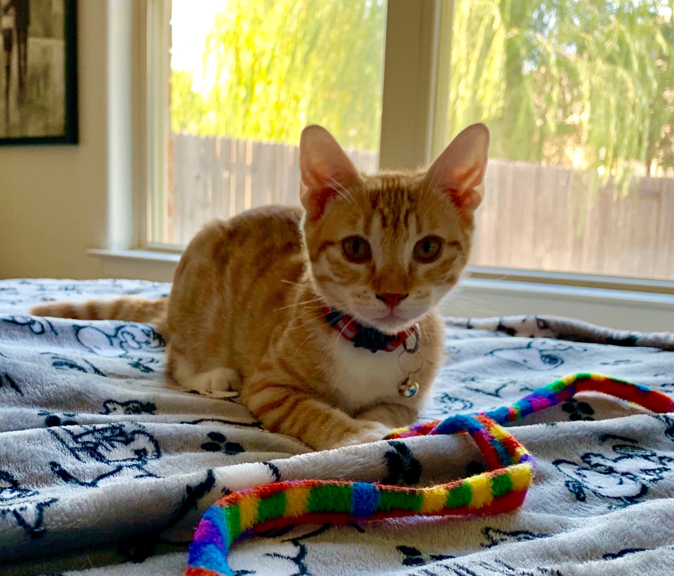 Tiger, an adoptable Domestic Medium Hair in Austin, TX, 78757 | Photo Image 10