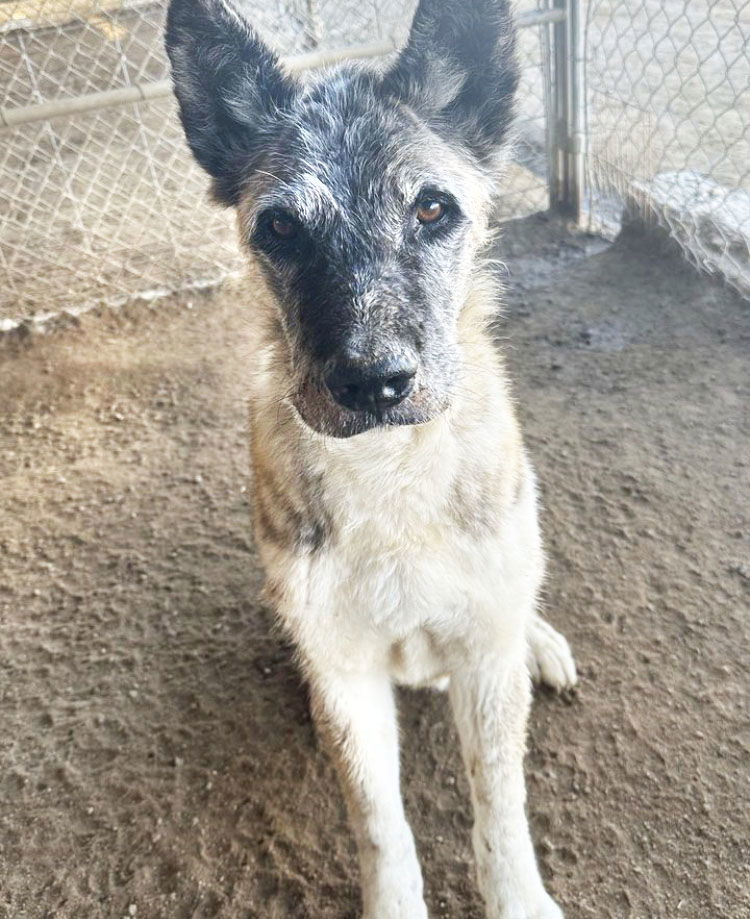 Pistol, an adoptable Akita in Romoland, CA, 92585 | Photo Image 1