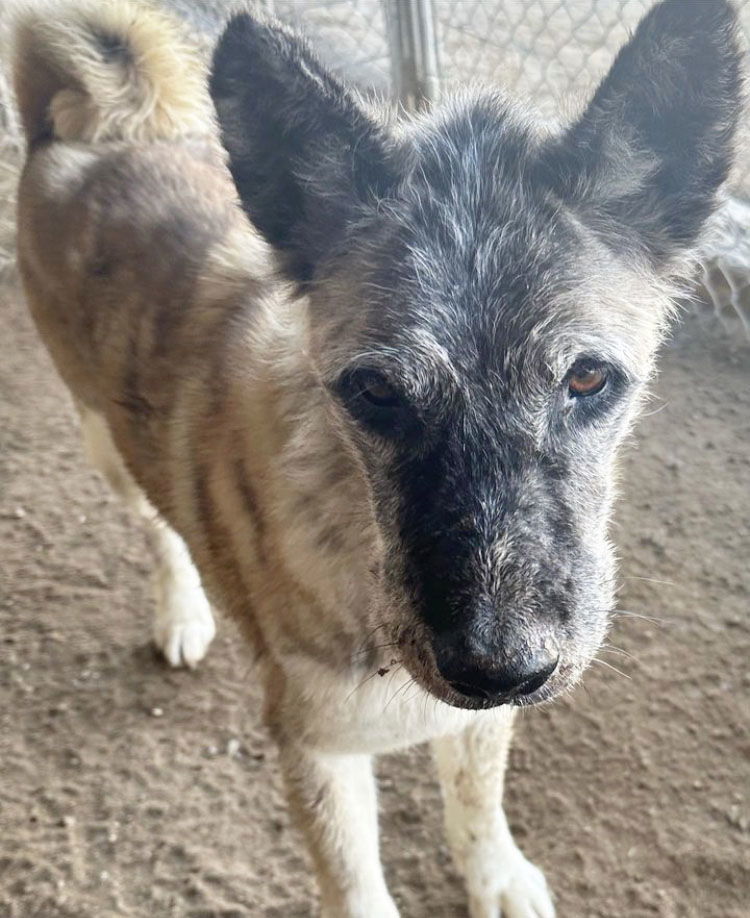 Pistol, an adoptable Akita in Romoland, CA, 92585 | Photo Image 2