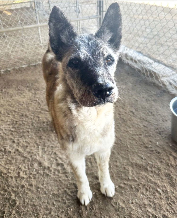 Pistol, an adoptable Akita in Romoland, CA, 92585 | Photo Image 3