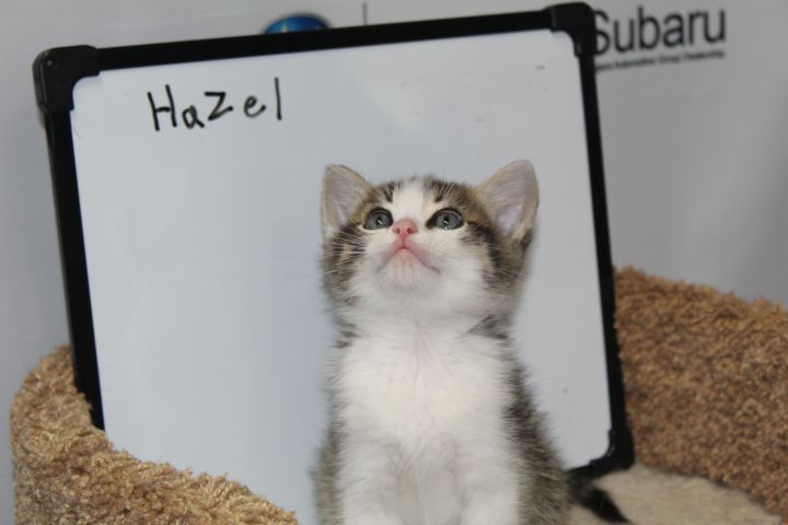 Hazel 2