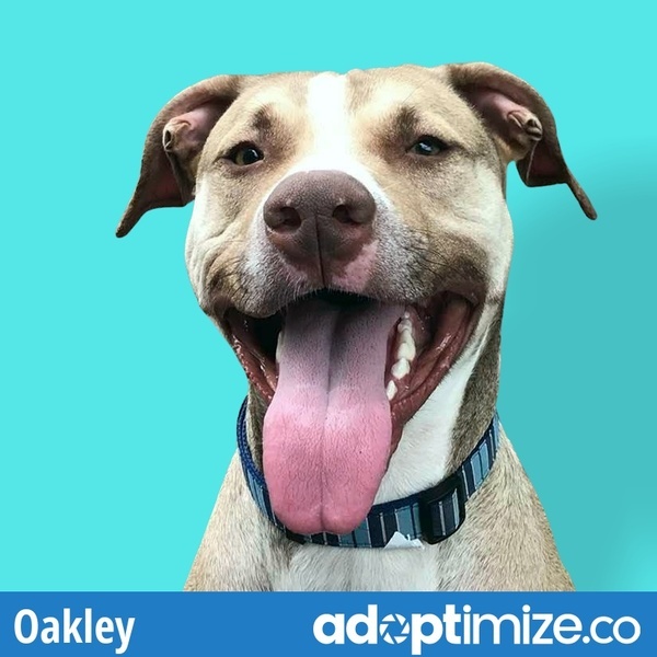 oakley brand dog collar