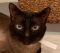 . Simba Tonkinese .