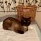 . Simba Tonkinese .