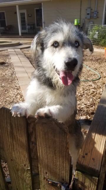 Siberian husky hot sale schnauzer mix