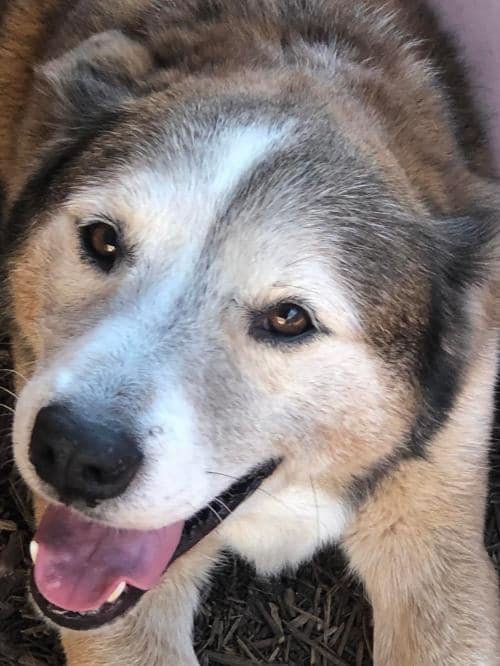 Husky and best sale schnauzer mix