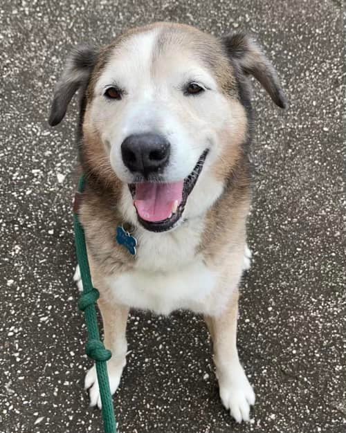 Pierce, an adoptable Schnauzer, Husky in Houston, TX, 77019 | Photo Image 3