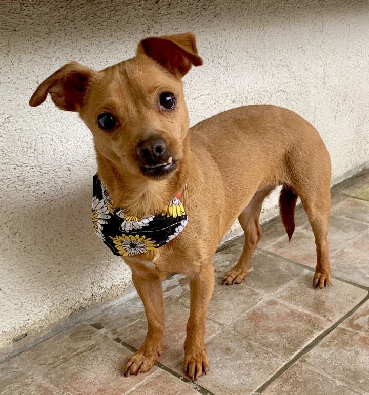 Dog For Adoption Carmen A Jack Russell Terrier Chihuahua Mix