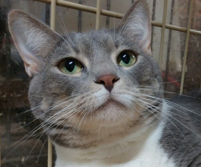 Cat for adoption - Bernice, a Domestic Short Hair Mix in Oklahoma City ...