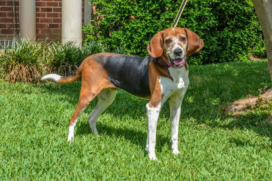 Jolene, an adoptable Coonhound in Irmo, SC, 29063 | Photo Image 1