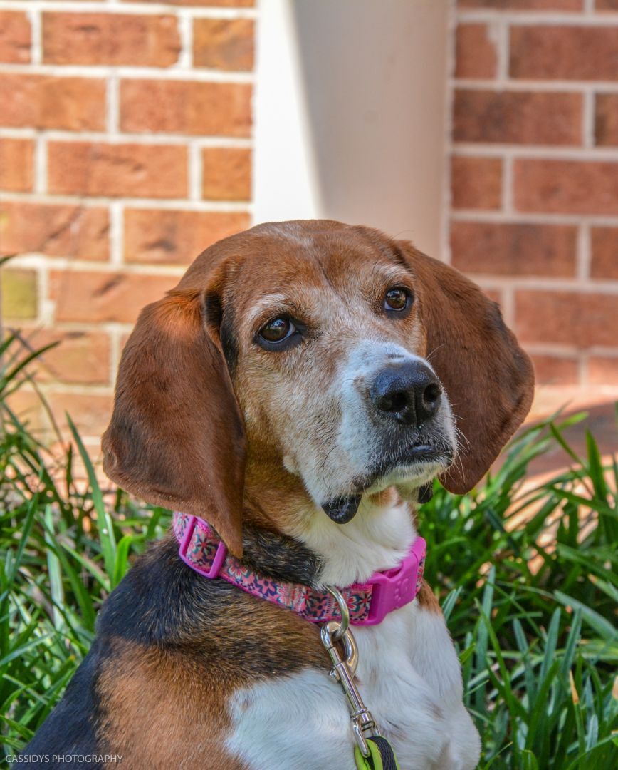 Jolene, an adoptable Coonhound in Irmo, SC, 29063 | Photo Image 3