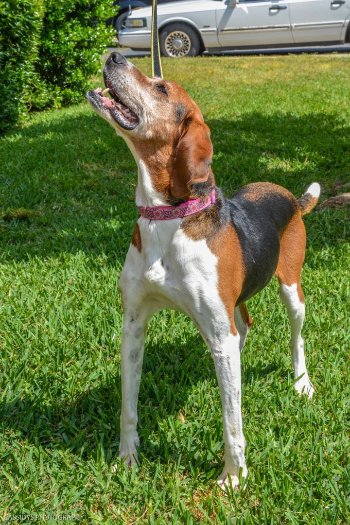 Jolene, an adoptable Coonhound in Irmo, SC, 29063 | Photo Image 4