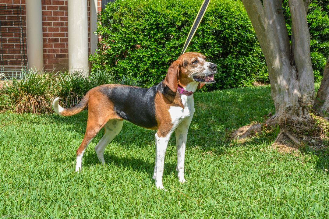 Jolene, an adoptable Coonhound in Irmo, SC, 29063 | Photo Image 5
