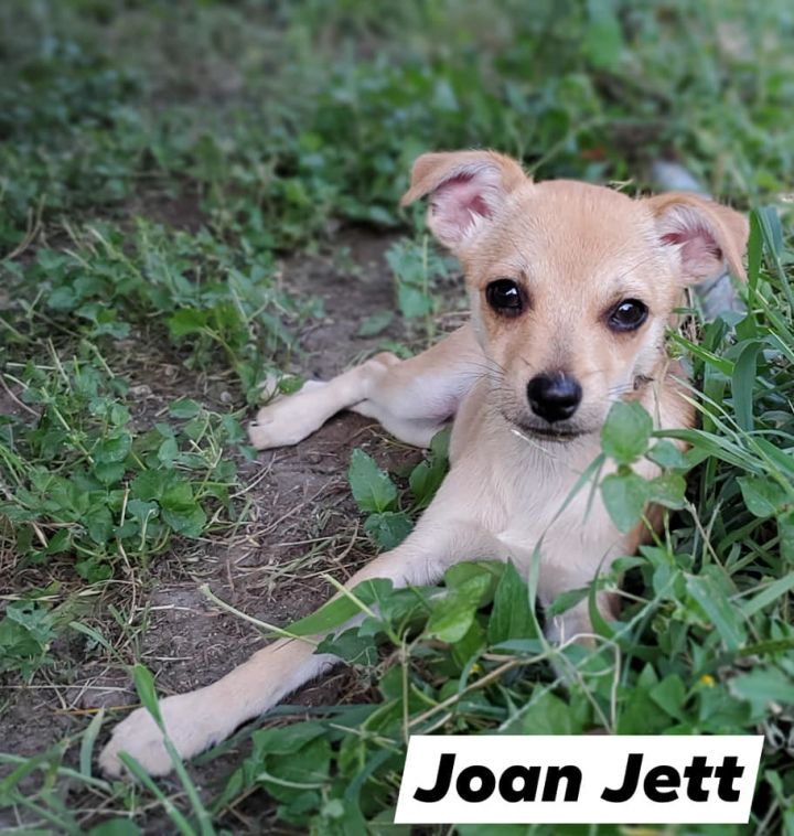 Joan Jett 2