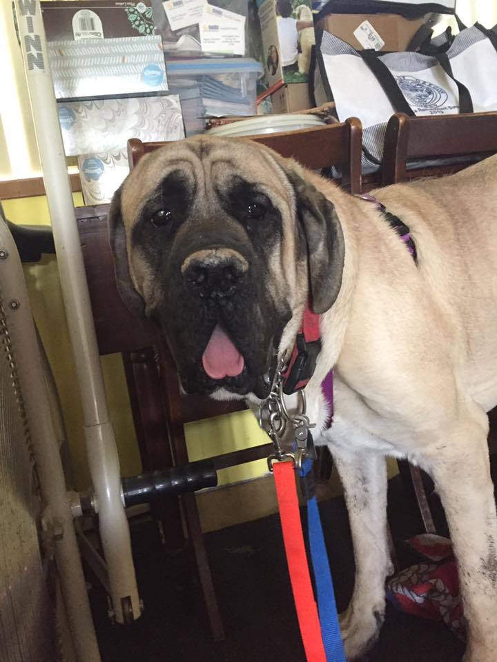 Petfinder mastiff hot sale