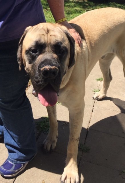 Bruhno, an adoptable Mastiff in McMinnville, OR, 97128 | Photo Image 2