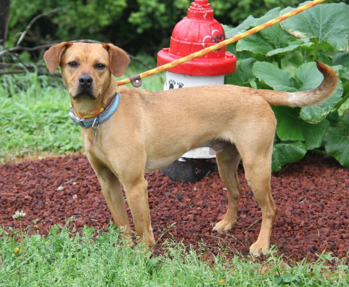 Dog For Adoption Sunny Neutered A Labrador Retriever