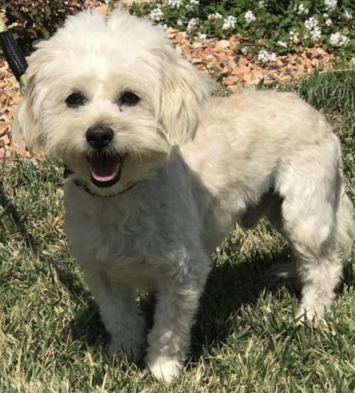 49+ Anjing maltese mix poodle update