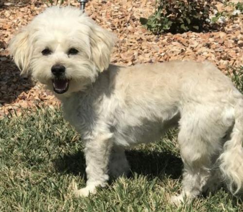 Bichon Frise Vs Havanese