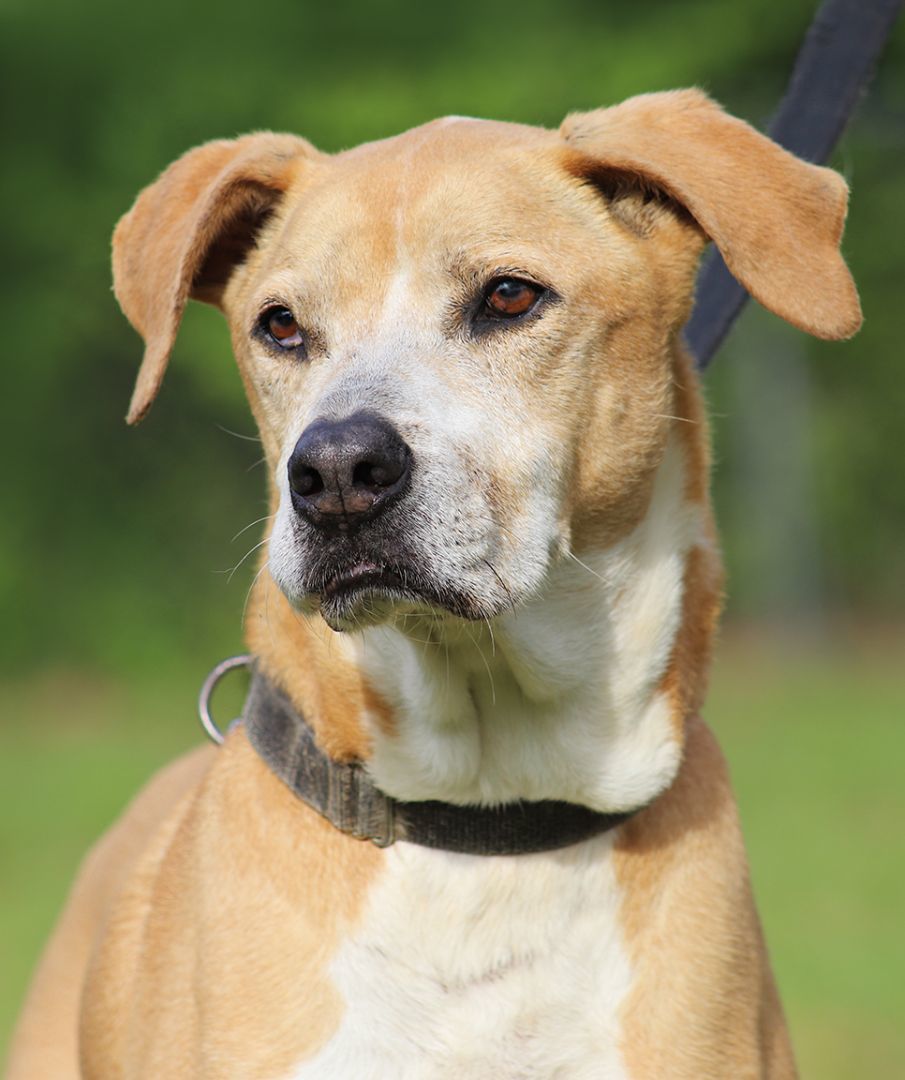 Walter, an adoptable Hound in North Fort Myers, FL, 33917 | Photo Image 1