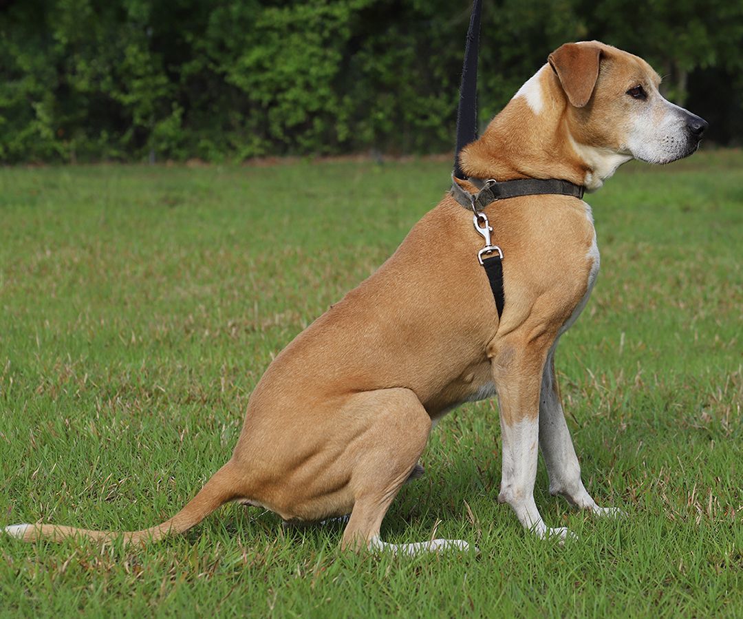 Walter, an adoptable Hound in North Fort Myers, FL, 33917 | Photo Image 2